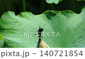 A damselfly falling from the tip of a lotus flower, filmed in slow motion. 140721854