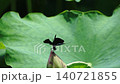 A damselfly falling from the tip of a lotus flower, filmed in slow motion. 140721855