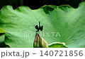 A damselfly perches upside down on the tip of a lotus flower, filmed in slow motion. 140721856