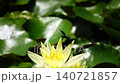 A damselfly takes flight from a yellow water lily flower, filmed in slow motion. 140721857