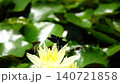 A damselfly takes flight from a yellow water lily flower, filmed in slow motion. 140721858