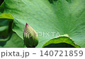 A damselfly floats down and lands on a lotus flower bud, filmed in slow motion. 140721859