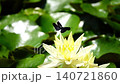 A damselfly floats down and lands on a yellow water lily flower, captured in slow motion. 140721860