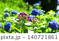 Hydrangea flowers - zoom in 140721861