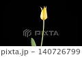 Tulips Blossoms. Beautiful Timelapse of Yellow Tulip Flower Blooming on Black Background. 4K. 140726799