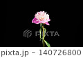 Pink Peony Blossoms. Time Lapse of Beautiful Pink Peony Flowers Blooming on Black Background. 4K. 140726800