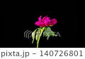 Red Peony Blossoms. Time Lapse of Beautiful Red Peony Flowers Blooming on Black Background. 4K. 140726801