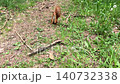 Red Squirrel Running and Foraging on Green Grass Outdoors 140732338
