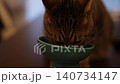 Tabby cat eating 140734147