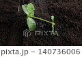 Fallen green seedling receiving water stream on dark wet soil 140736006