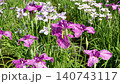 初夏の水辺公園で色鮮やかに咲く花菖蒲(ハナショウブ)のクローズアップ 初夏の水辺公園で色鮮やかに咲く花菖蒲(ハナショウブ)のクローズアップ 140743117