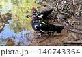 Two Muscovy ducks are drinking water from a pond on a sunny day 140743364