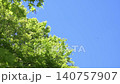 藍天白雲，嫩綠新葉。 140757907