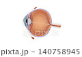 Human Eye Focusing Animation Eye Anatomy, Lens Accommodation, Retina, Light Refraction, Vision Mechanism, Ophthalmology, Optometry, Medical Education, 2D and 3D Animation 140758945
