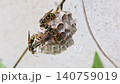 営巣するフタモンアシナガバチ 140759019
