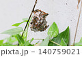 営巣するフタモンアシナガバチ 140759021