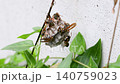 営巣するフタモンアシナガバチ 140759023