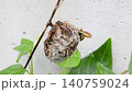 営巣するフタモンアシナガバチ 140759024