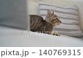A relaxing tabby kitten 140769315