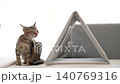 A relaxing tabby kitten 140769316