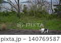 A tabby and white cat walking with Okishima Island and Lake Biwa in the background (Shiga Prefecture, April 2026) 140769587
