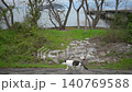 A tabby and white cat walking with Okishima Island and Lake Biwa in the background (Shiga Prefecture, April 2026) 140769588
