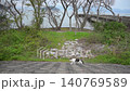 A tabby and white cat walking with Okishima Island and Lake Biwa in the background (Shiga Prefecture, April 2026) 140769589