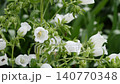 一段視頻，展示了風鈴草（Campanula）或稱風鈴花在微風中搖曳的景象。 140770348