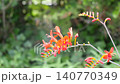 番紅花。一段關於這種紅色花朵的視頻，它也被稱為姬扇水仙（矮扇水仙）。 140770349