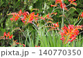 番紅花。一段關於這種紅色花朵的視頻，它也被稱為姬扇水仙（矮扇水仙）。 140770350