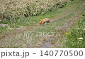 一段狐狸捕獵的影片。影片中可以看到一隻北海道赤狐正在捕食一個看起來像蛇的獵物。 140770500