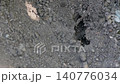 卵を穴の中に隠すクロヤマアリの群れ 140776034