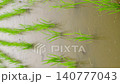 Slow motion footage of rain falling on a rice paddy immediately after planting. Foreground focus. Close-up. 140777043