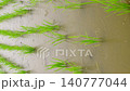 Slow motion footage of rain falling on a rice paddy immediately after planting. The focus is on the background. Close-up. 140777044