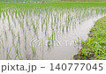 Slow motion of the rainy season rain falling on a rice paddy immediately after planting. Low position. 140777045