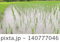 Slow motion of the rainy season rain falling on a rice paddy immediately after planting. Low position. 140777046