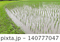 Slow motion of the rainy season rain falling on a rice paddy immediately after planting. High angle. 140777047