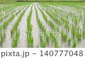 Slow motion of the rainy season rain falling on a rice paddy immediately after planting. Low position. 140777048