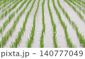 Slow motion of the rainy season rain falling on a rice paddy immediately after planting. High angle. 140777049