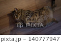 A tabby cat lying on its back, cuddling 140777947