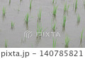 田んぼに降る雨 140785821