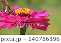 Small Skipper Butterfly on Pink Zinnia Flowers in Outdoor Garden 140786396