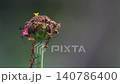 Small Bug Infestation on Zinnia Flower 140786400