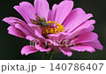 Small Skipper Butterfly on Pink Zinnia Flowers in Outdoor Garden 140786407