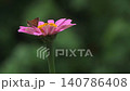 Small Skipper Butterfly on Pink Zinnia Flowers in Outdoor Garden 140786408