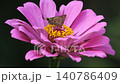 Skipper Butterfly on Pink Zinnia Flowers in Outdoor Garden 140786409