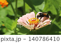 Bumble Bee on Pink Zinnia Flower Collecting Pollen 140786410