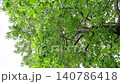 A first-person perspective video showing you walking while looking up at the fresh leaves and countless buds of a tulip tree spread across the bright sky. 140786418