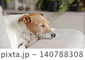 Jack Russell terrier falls asleep on sofa with head resting on cushion 140788308