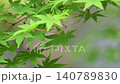 鮮嫩翠綠的楓葉在微風中輕輕搖曳。 140789830